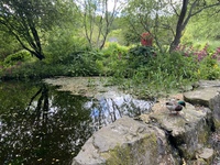 St Andrews Botanic Gardens, Pond and Animal by Yansong Li is licensed under CC BY-SA 4.0
