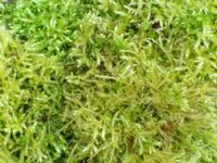 Sphagnum Moss 