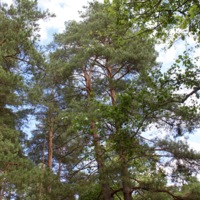 Ethnographic Open-Air Museum of Latvia / Latvijas Etnogrāfiskais Brīvdabas Muzejs