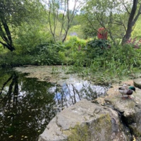 St Andrews Botanic Gardens, Pond and Animal