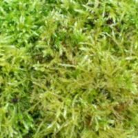 Sphagnum-Mos.jpg